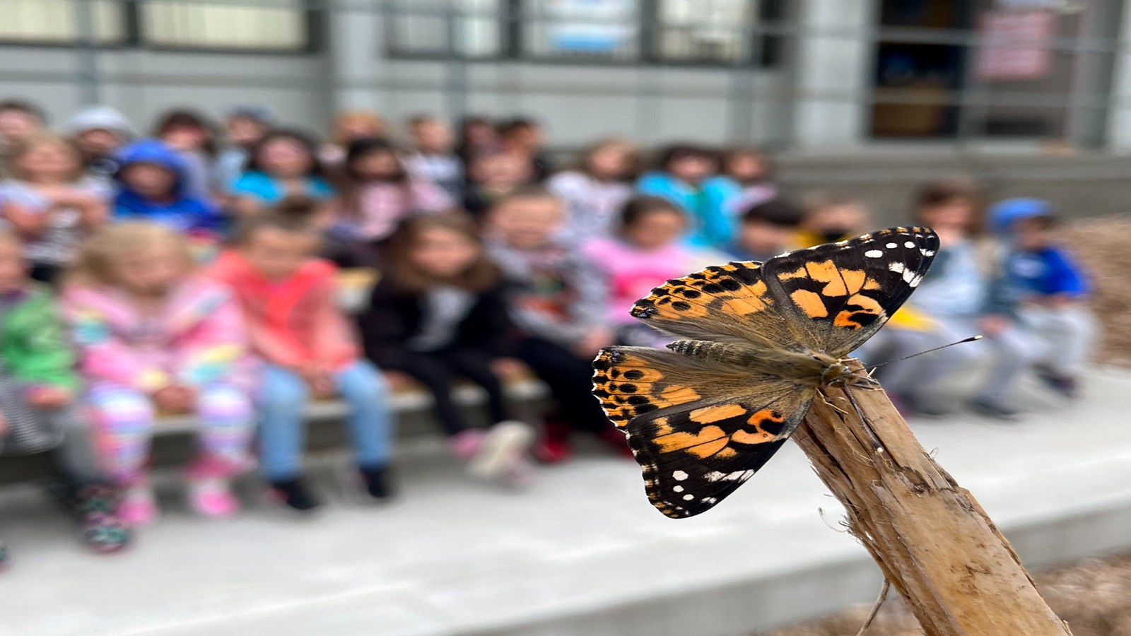 Kindergarten Butterflies 